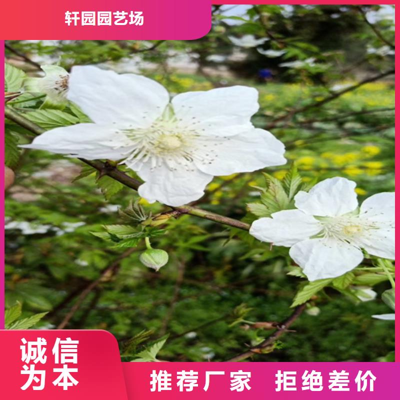 树莓石榴树苗敢与同行比服务