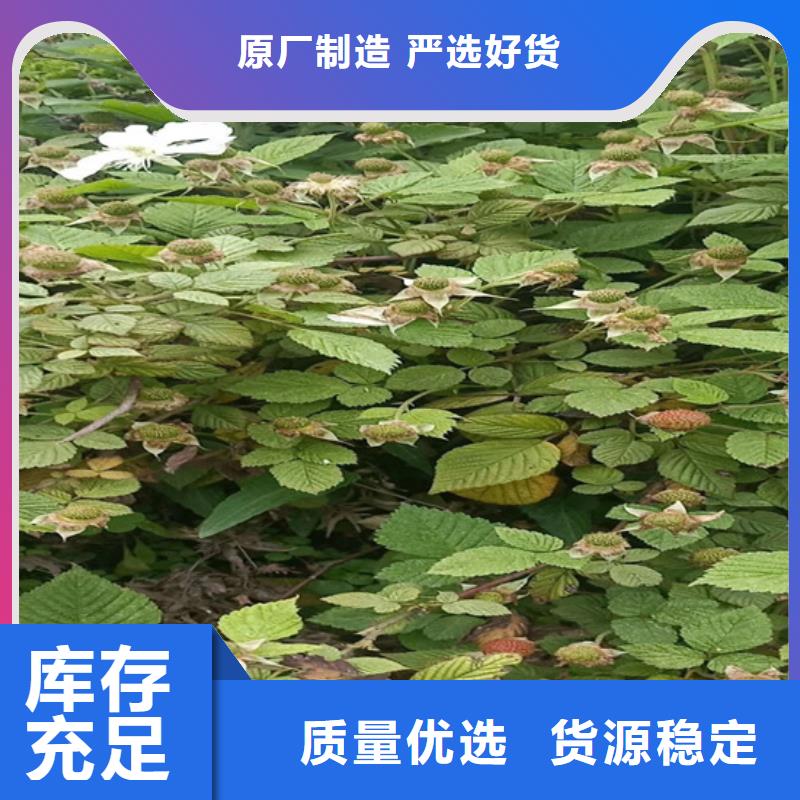 樹莓石榴苗誠信經(jīng)營現(xiàn)貨現(xiàn)發(fā)