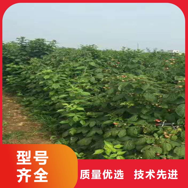 树莓苹果苗技术先进