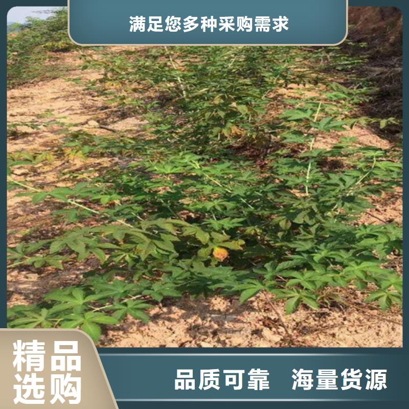 树莓_板栗苗质量层层把关