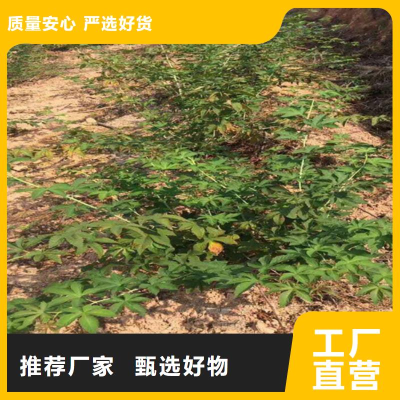 樹莓-杏樹苗嚴(yán)選材質(zhì)