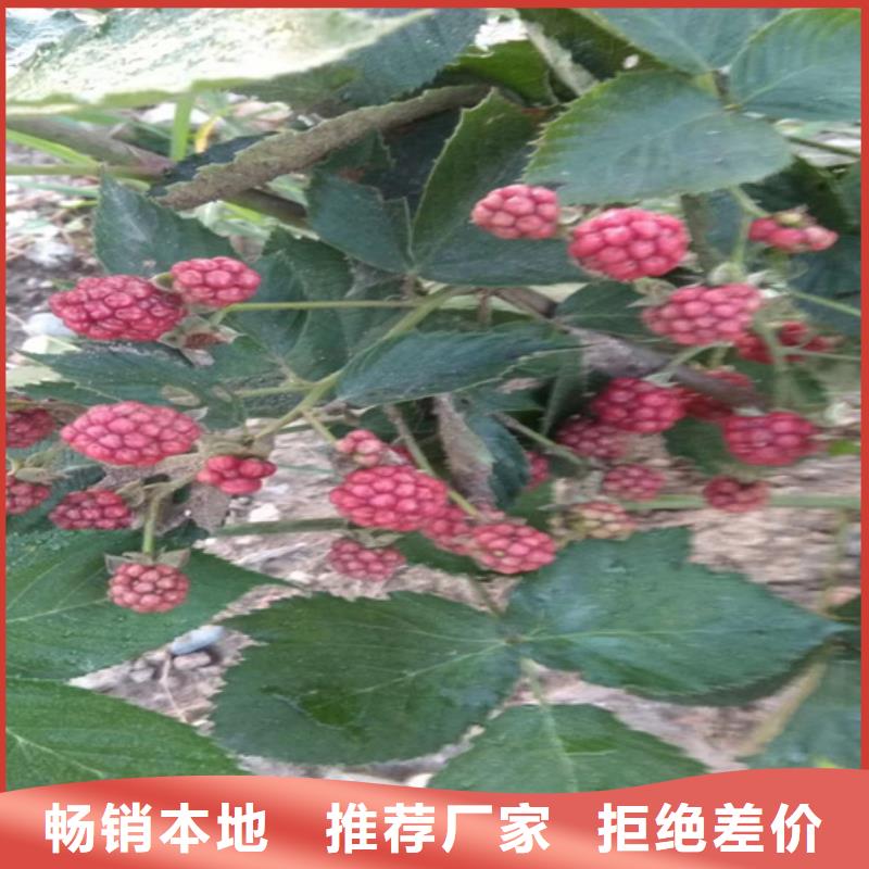 樹莓蘋果苗技術(shù)先進(jìn)