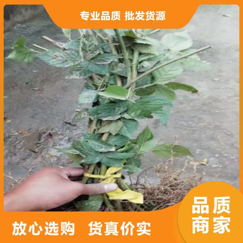 樹(shù)莓【桃樹(shù)苗】符合標(biāo)準(zhǔn)