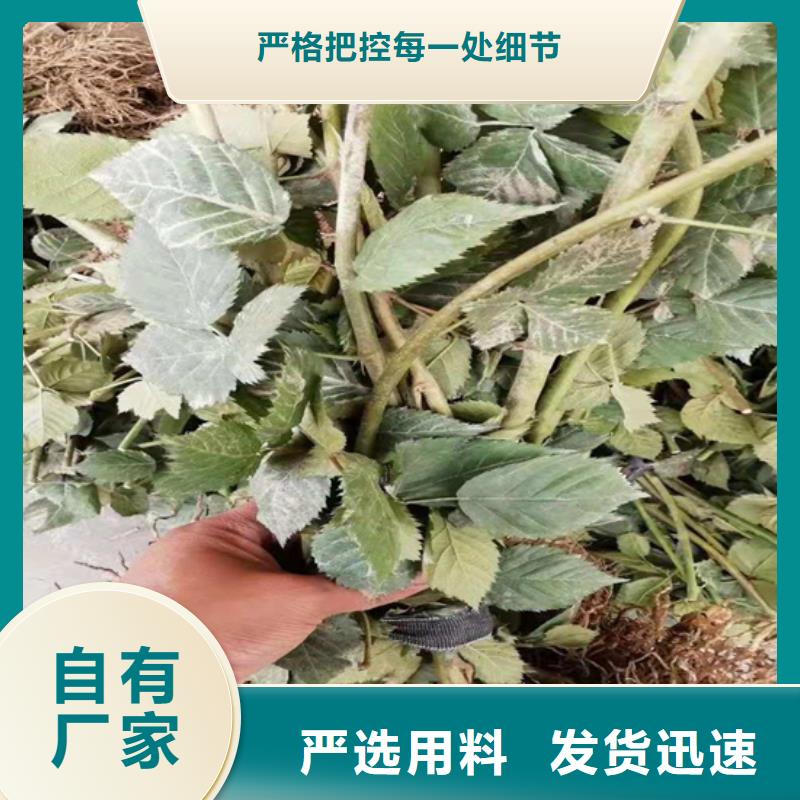 樹莓,板栗苗今日新品