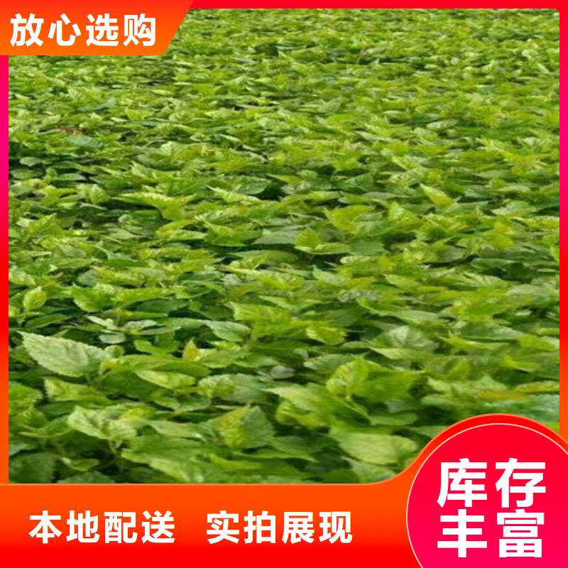树莓_板栗苗质量层层把关