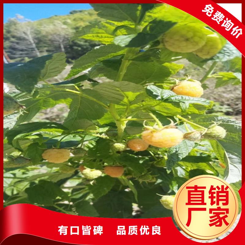樹莓蘋果苗技術(shù)先進(jìn)