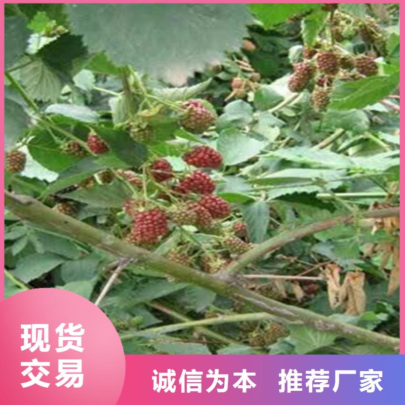 树莓石榴树苗敢与同行比服务