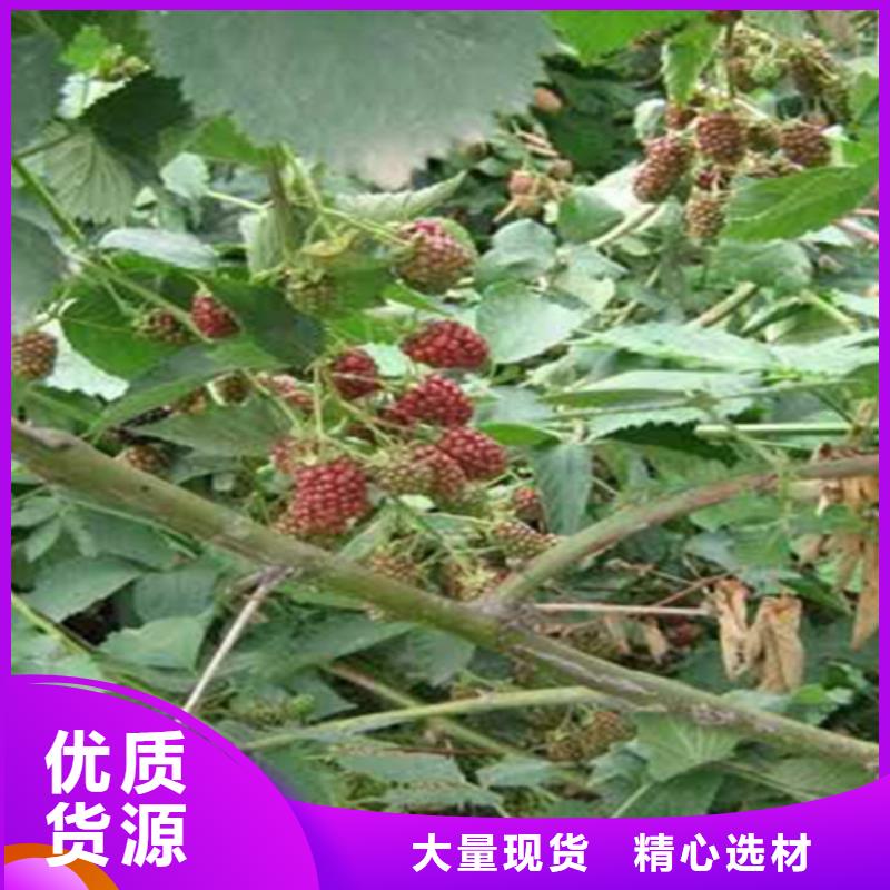 樹(shù)莓奶油草莓實(shí)力雄厚品質(zhì)保障