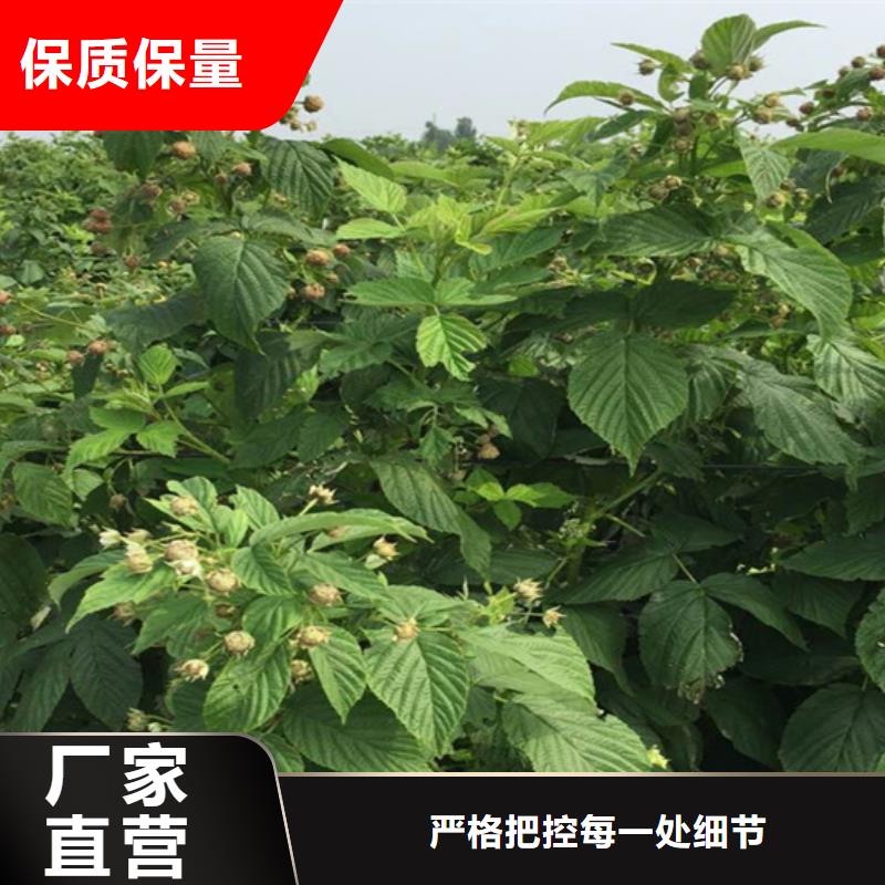 树莓_李子苗用心做好每一件产品