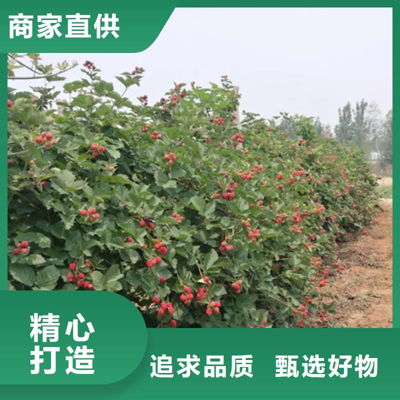 树莓奶油草莓实力雄厚品质保障