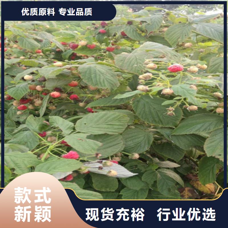 樹莓石榴樹苗敢與同行比服務(wù)