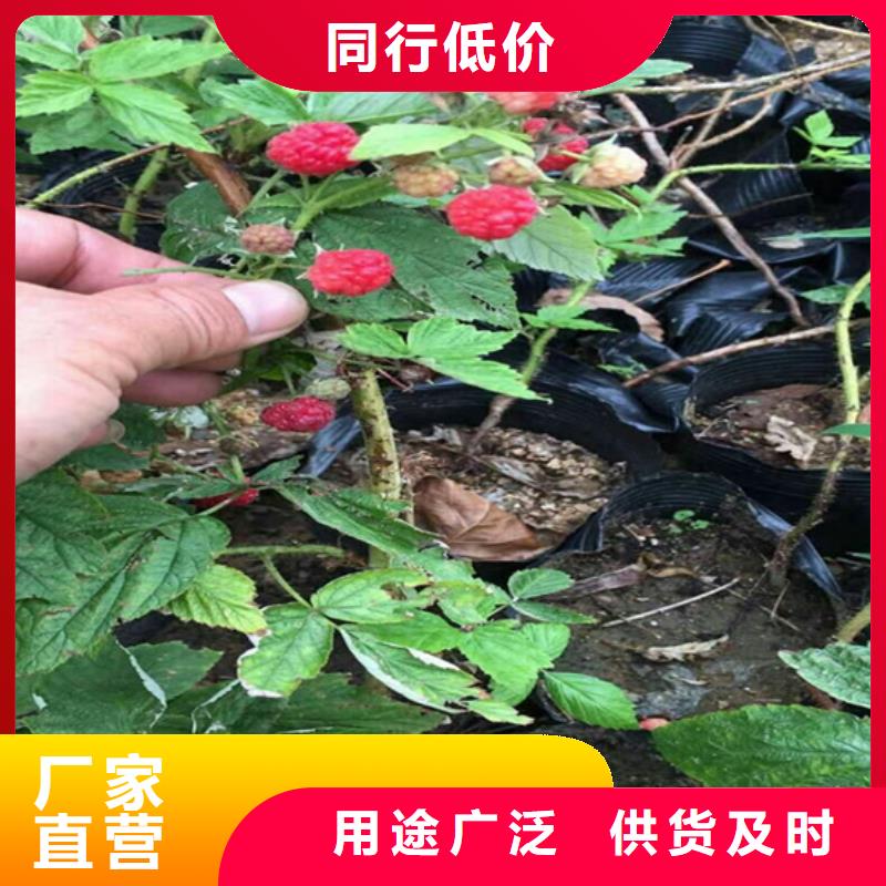 樹莓-櫻桃苗支持定制加工
