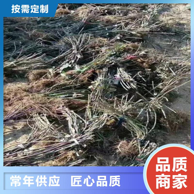 樹(shù)莓【桃樹(shù)苗】符合標(biāo)準(zhǔn)