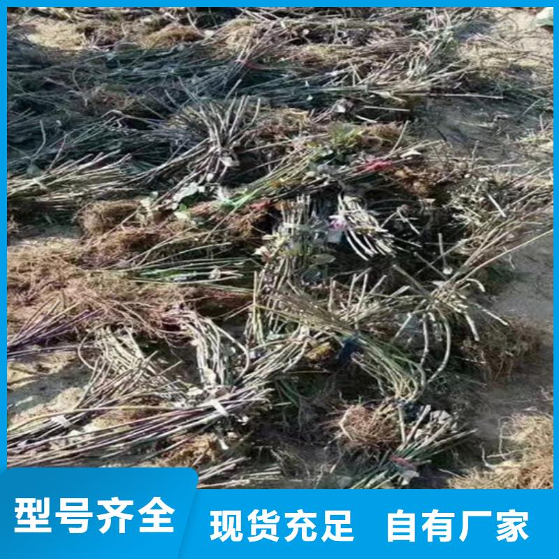 树莓苹果苗技术先进