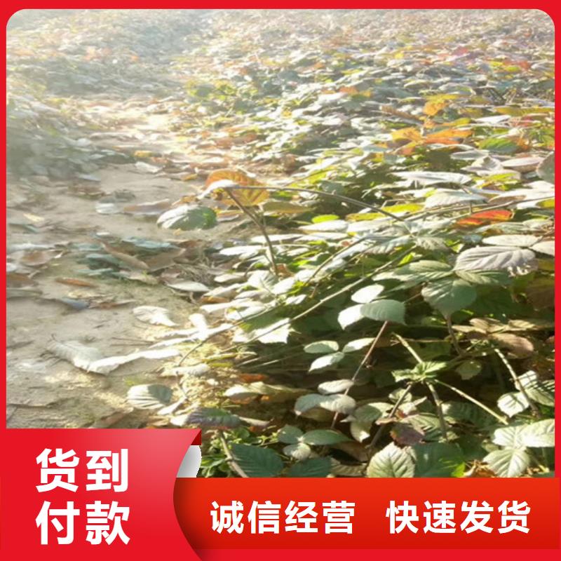 樹莓-杏樹苗嚴(yán)選材質(zhì)