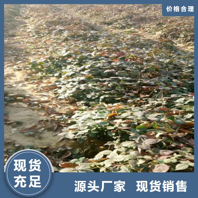 樹莓-杏樹苗嚴(yán)選材質(zhì)