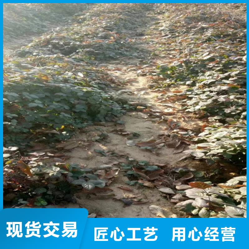 树莓_板栗苗质量层层把关