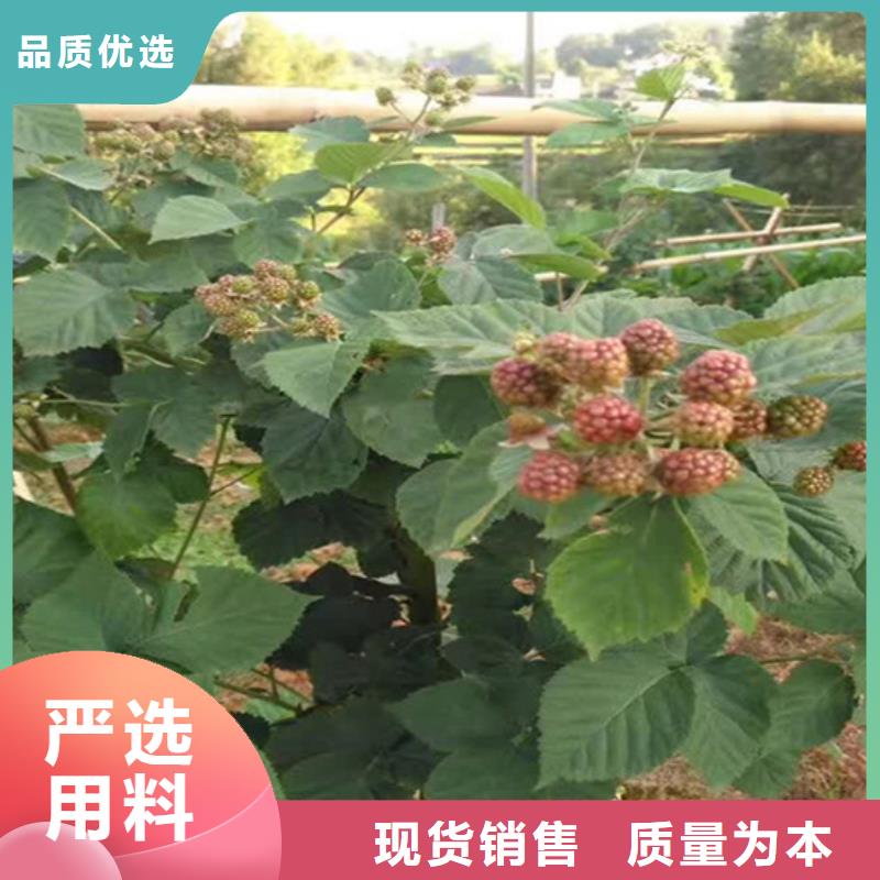 树莓_李子苗用心做好每一件产品