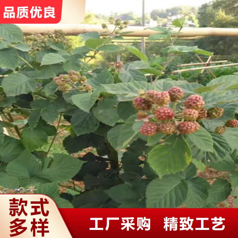 树莓石榴树苗敢与同行比服务