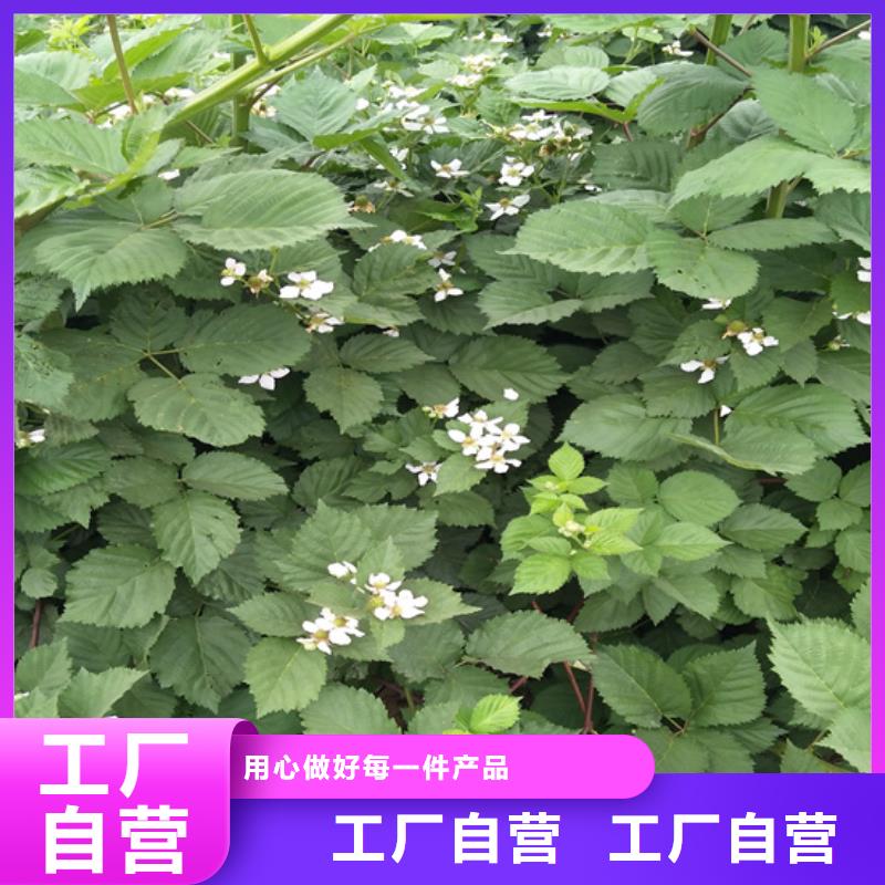 樹莓石榴苗誠信經(jīng)營現(xiàn)貨現(xiàn)發(fā)