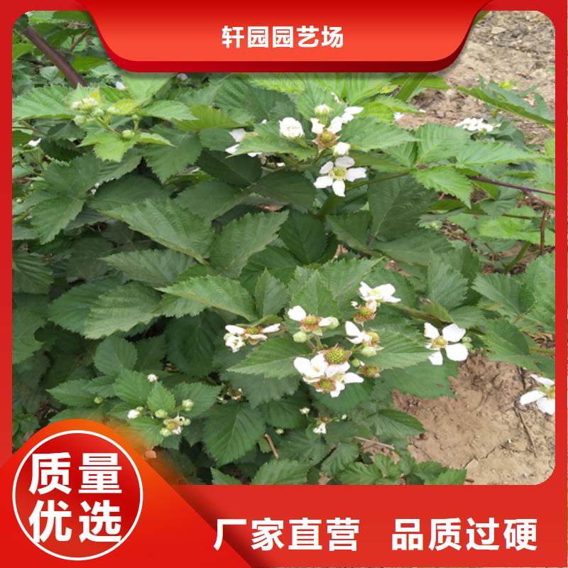 樹(shù)莓奶油草莓實(shí)力雄厚品質(zhì)保障