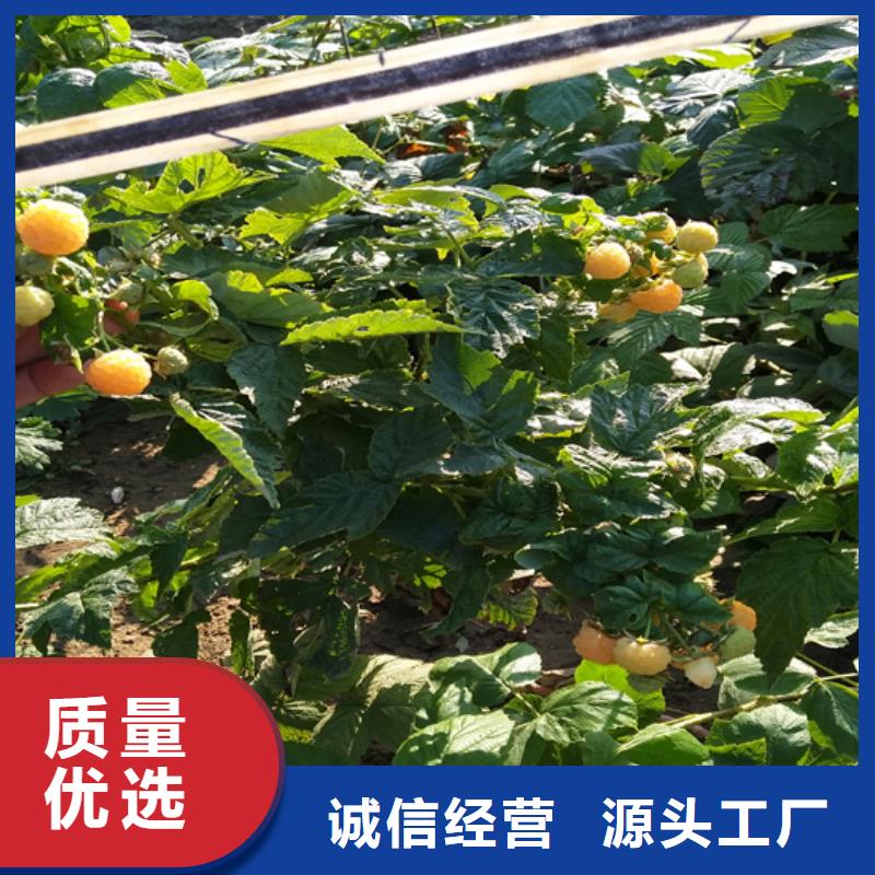 樹莓蘋果苗源頭廠家來圖定制