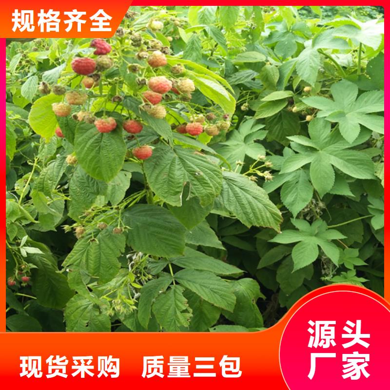 樹莓蘋果苗專注產品質量與服務