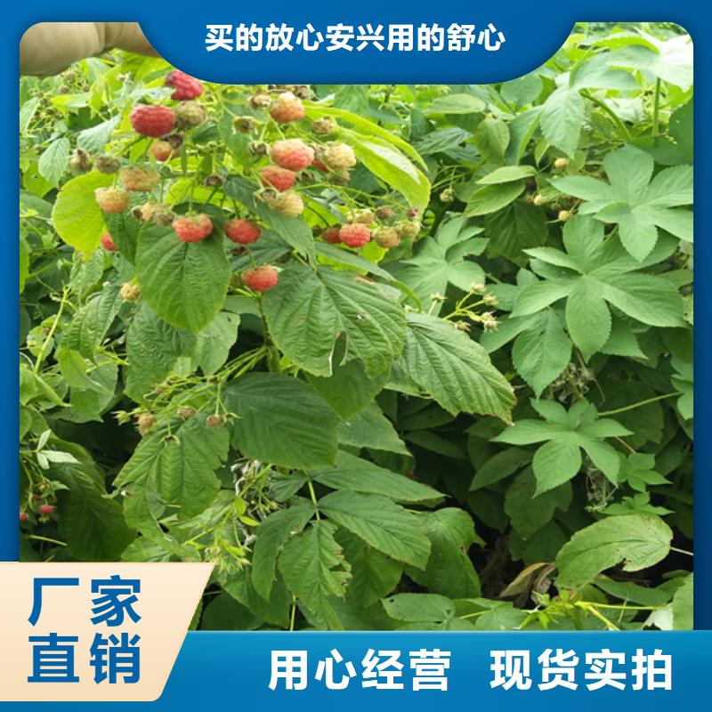 树莓苹果苗技术先进