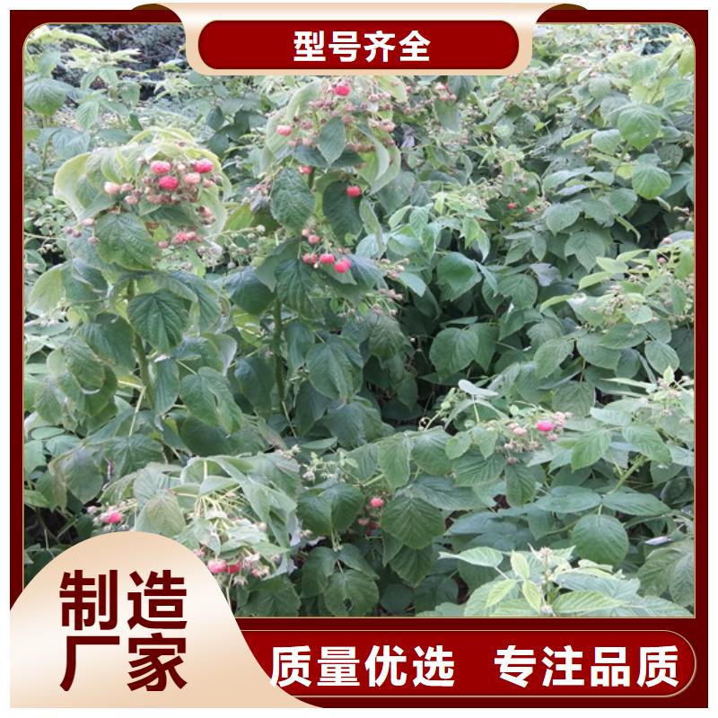 樹莓蘋果苗專注產品質量與服務