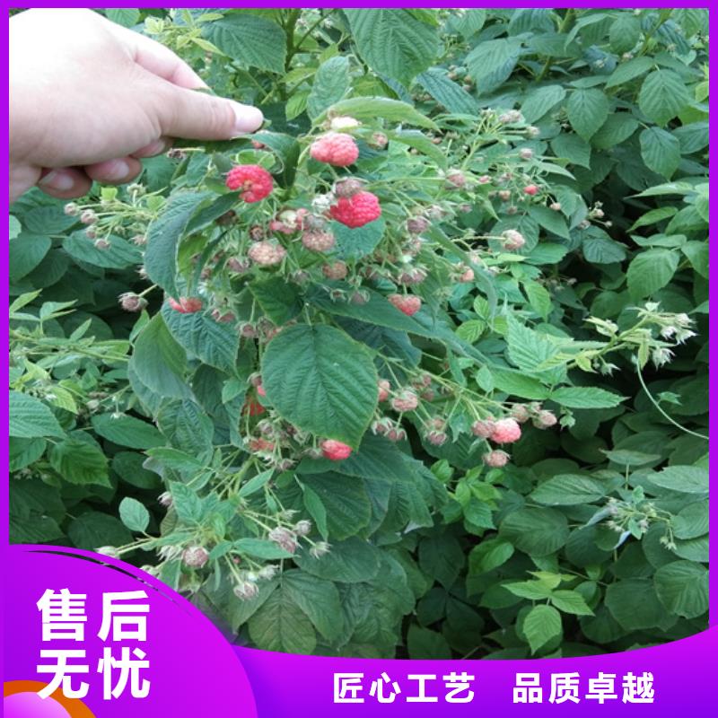樹莓,板栗苗今日新品