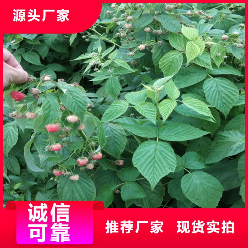 樹莓_板栗苗質(zhì)量層層把關(guān)