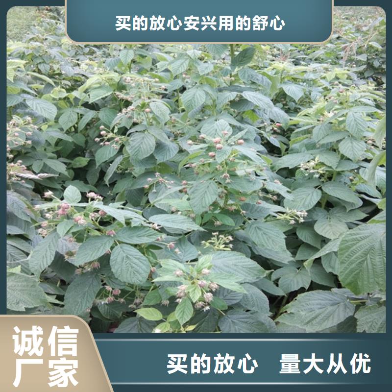 树莓_李子苗用心做好每一件产品