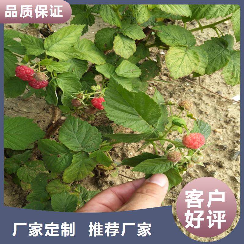 树莓_李子苗用心做好每一件产品