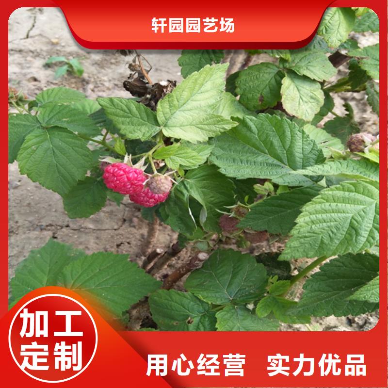 树莓奶油草莓实力雄厚品质保障