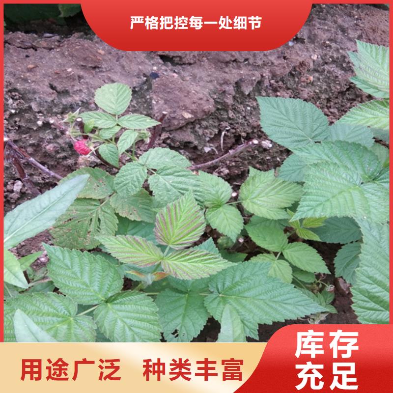 樹莓蘋果苗源頭廠家來圖定制