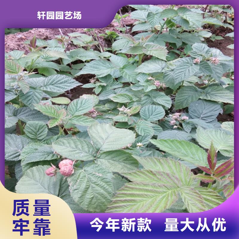 樹莓石榴樹苗敢與同行比服務(wù)