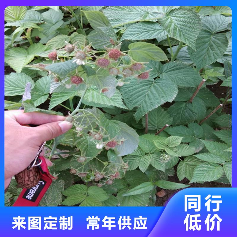 树莓_板栗苗质量层层把关