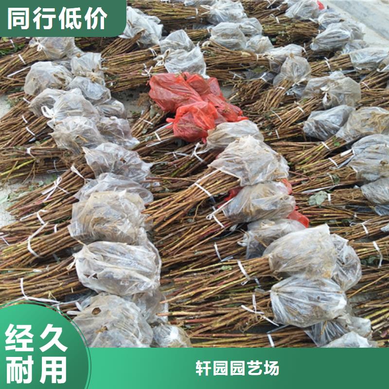 樹莓-櫻桃苗支持定制加工