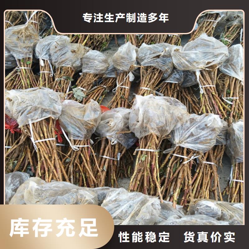 樹莓_板栗苗質(zhì)量層層把關(guān)