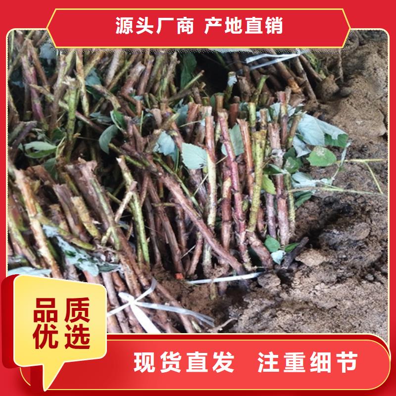 树莓_板栗苗质量层层把关