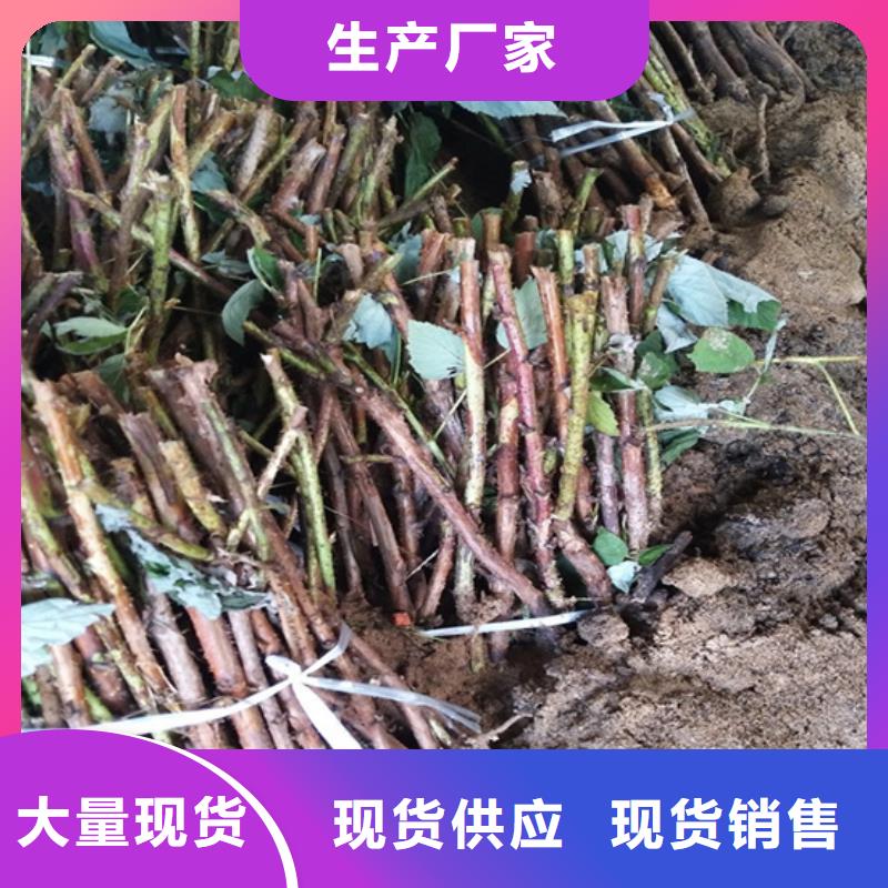 樹莓蘋果苗源頭廠家來圖定制
