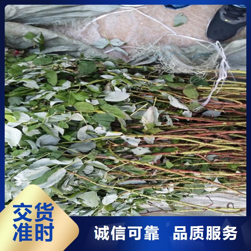 樹莓-杏樹苗嚴(yán)選材質(zhì)