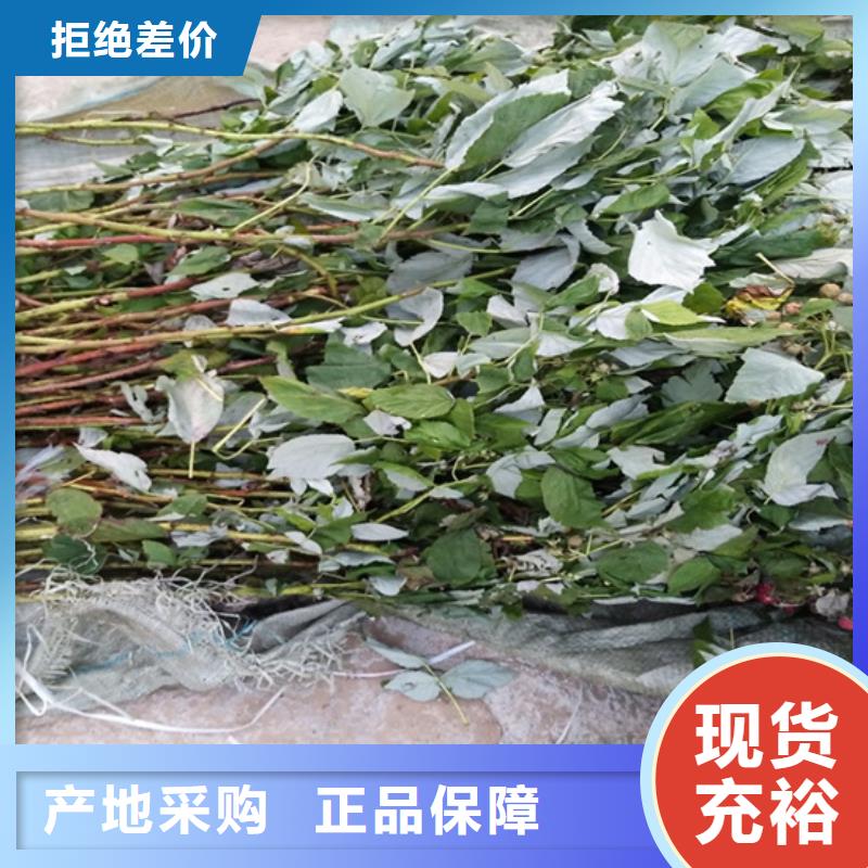 树莓苹果苗技术先进