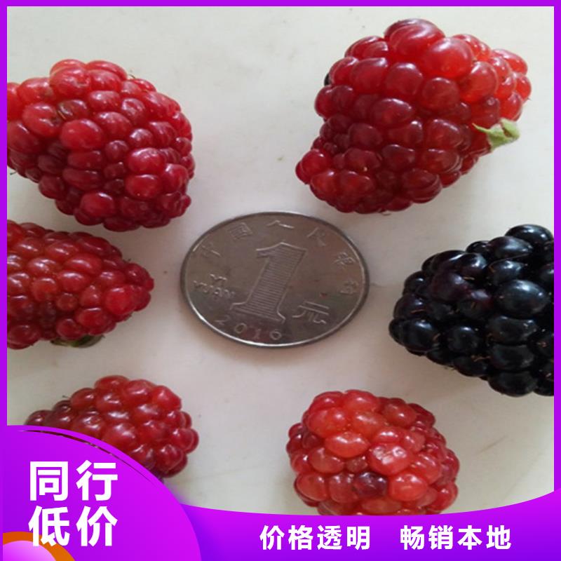 树莓奶油草莓实力雄厚品质保障