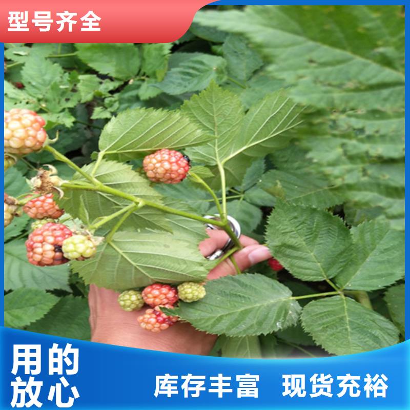 树莓苹果苗源头厂家来图定制