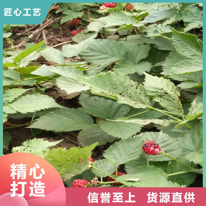 树莓奶油草莓实力雄厚品质保障