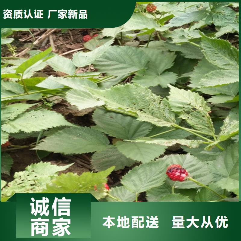 樹莓-櫻桃苗支持定制加工