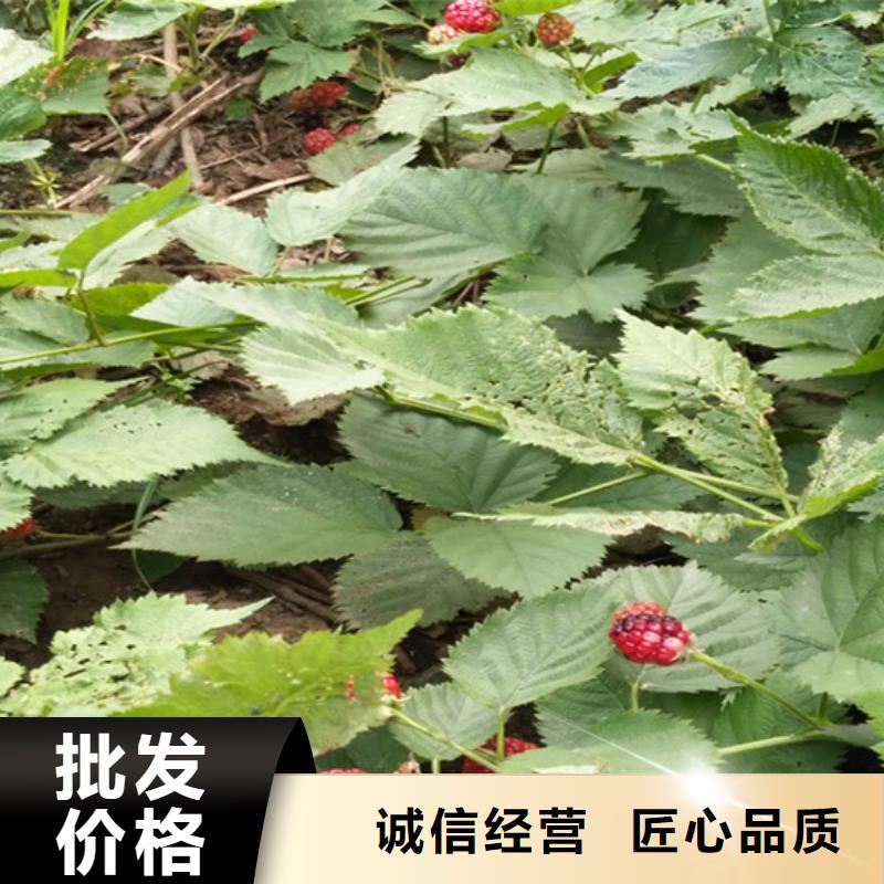 树莓石榴树苗敢与同行比服务