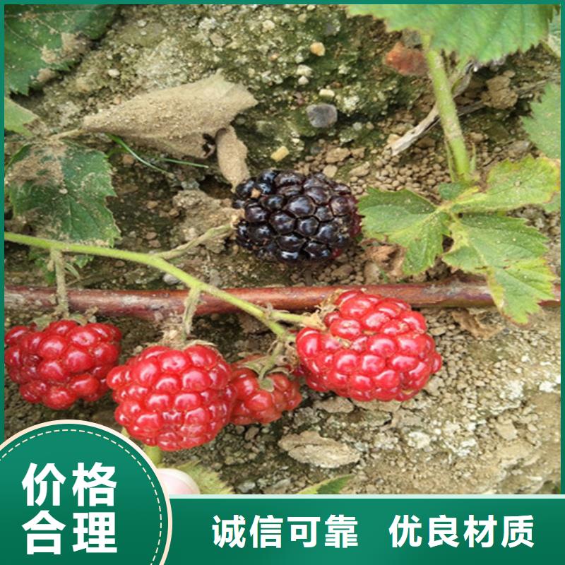 樹(shù)莓奶油草莓實(shí)力雄厚品質(zhì)保障