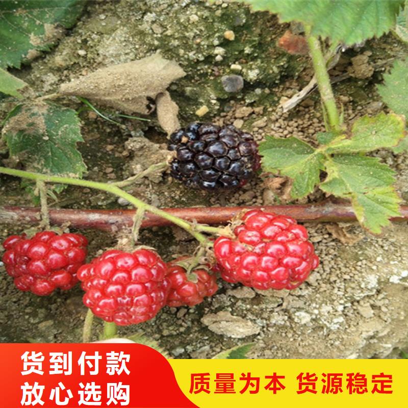 树莓苹果苗源头厂家来图定制